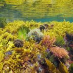 Biokunststoff-Ökosystem aus Meeresalgen nimmt Wurzeln