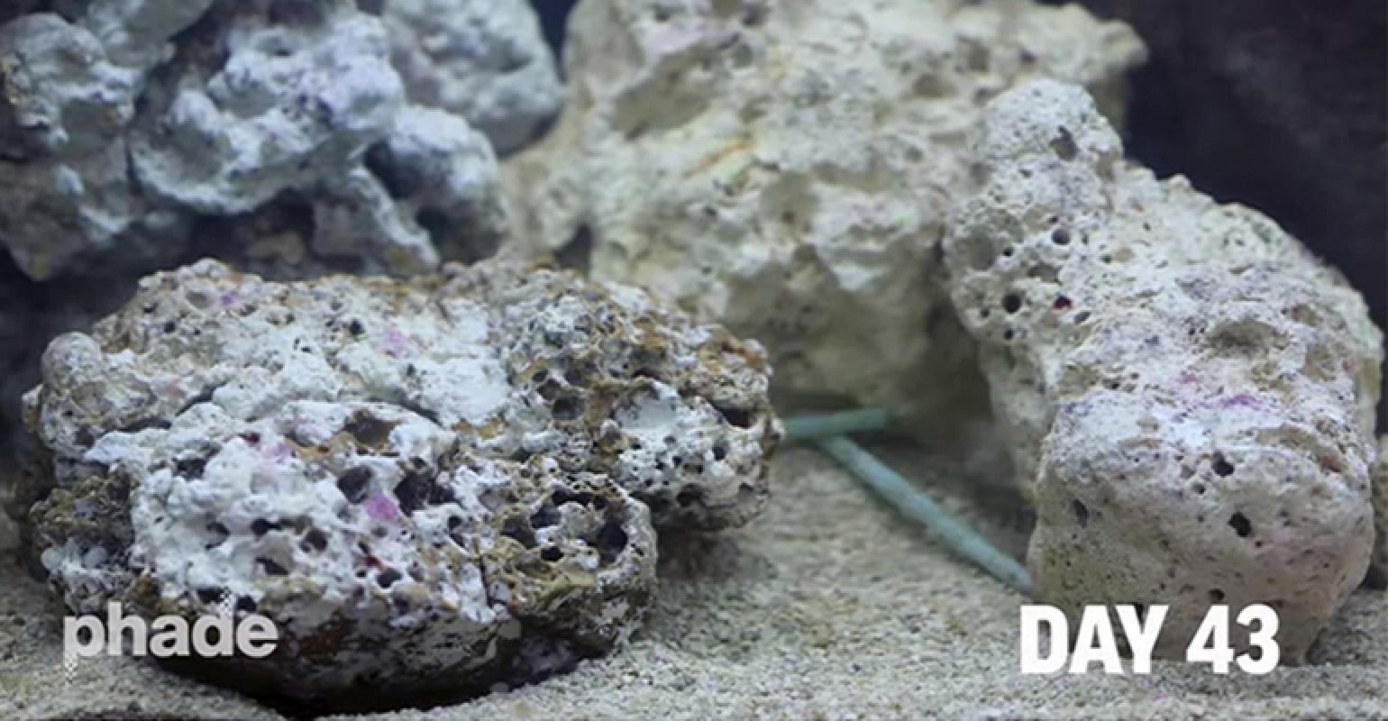 Der weltweit erste im Meer biologisch abbaubare Trinkhalm